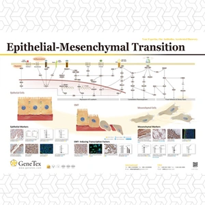 Epithelial-Mesenchymal Transition