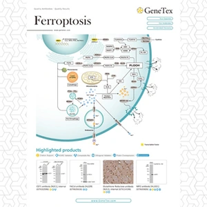 Ferroptosis