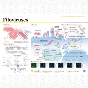 Filoviruses