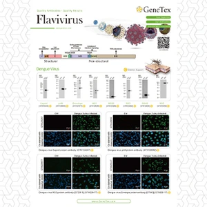 Flavivirus