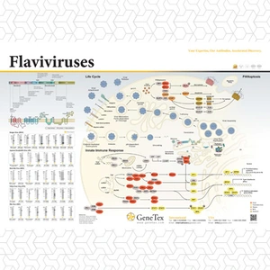 Flaviviruses