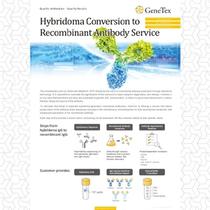 Hybridoma Conversion to Recombinant Antibody Service