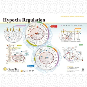 Hypoxia Regulation