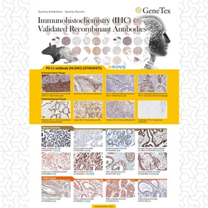 IHC Validated Recombinant Antibodies