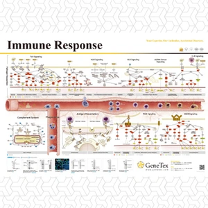 Immune Response