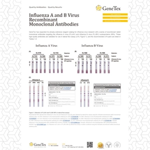 Influenza A and B Virus Recombinant Monoclonal Antibodies