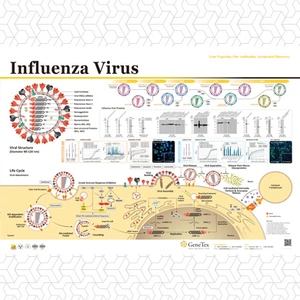 Influenza Virus