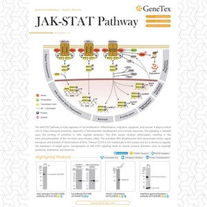 JAK-STAT Pathway