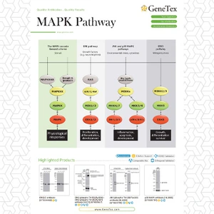 MAPK Pathway