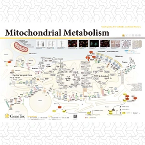 Mitochondria Metabolism