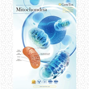 Mitochondria