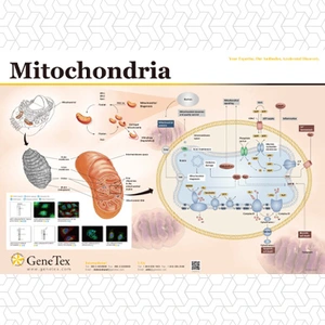 Mitochondria