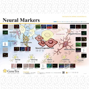 Neural Markers