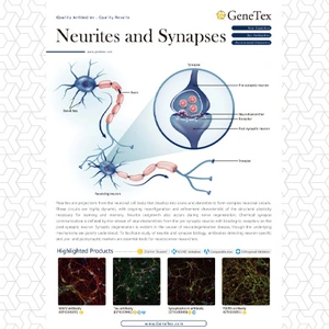 Neurites and Synapses