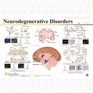 Neurodegenerative Disorders