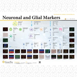 Neuronal and Glial Markers