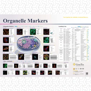 Organelle Markers