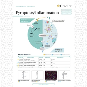 Pyroptosis / Inflammation