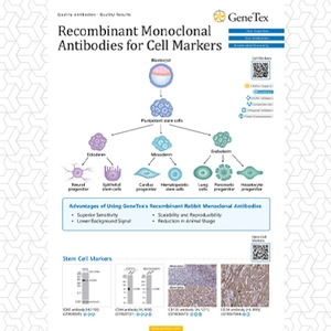 Recombinant Monoclonal Antibodies for Cell Markers