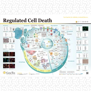 Regulated Cell Death