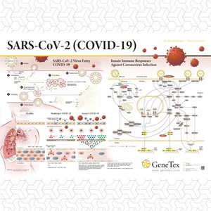 SARS-CoV-2 (COVID-19)