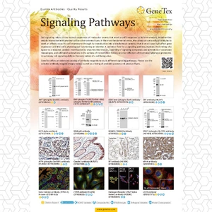 Signaling Pathways