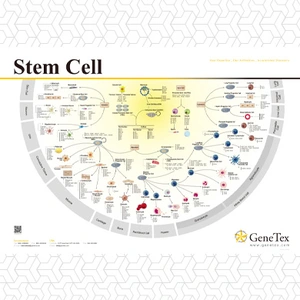 Stem Cell