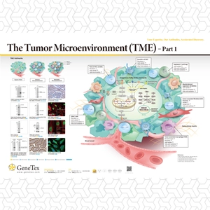 The Tumor Microenvironment (TME) - Part 1