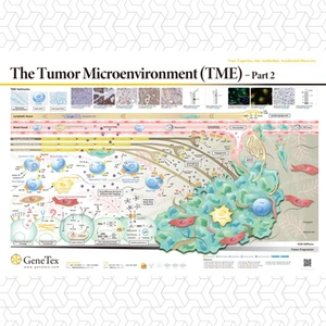 The Tumor Microenvironment (TME) - Part 2