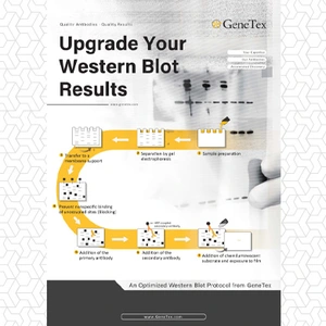 Upgrade Your Western Blot Results