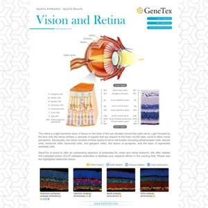 Vision and Retina