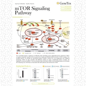 mTOR Signaling Pathway