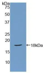 Rat SFRP1 protein, His tag (active). GTX00065-pro