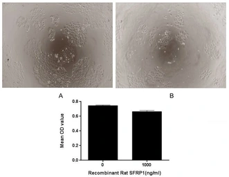 Rat SFRP1 protein, His tag (active). GTX00065-pro