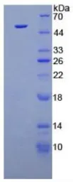 Human FGF1 protein, His and GST tag (active). GTX00081-pro