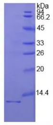 Human IL1 Receptor 1 protein, His tag. GTX00091-pro