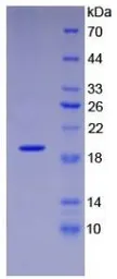 Human VEGF165 protein, His tag. GTX00110-pro