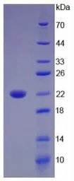 Human IL17B protein, His tag (active). GTX00134-pro