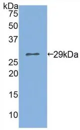 Human CLCA1 protein, His tag. GTX00147-pro