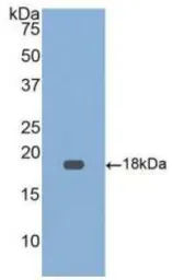 Human GDF9 protein, His tag. GTX00151-pro