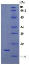 Human GDF9 protein, His tag. GTX00151-pro