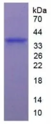 Human Arginase 1 protein, His tag. GTX00168-pro