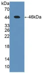 Human Leptin protein, His and GST tag. GTX00170-pro