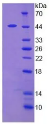 Human Leptin protein, His and GST tag. GTX00170-pro