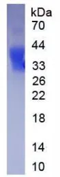 Human EPO protein, His tag (active). GTX00251-pro