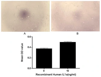 Human IL1 alpha protein, His tag (active). GTX00264-pro