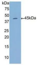 Human Annexin A1 protein, His tag. GTX00274-pro