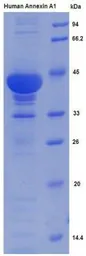 Human Annexin A1 protein, His tag. GTX00274-pro