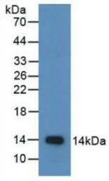 Human MIP1 beta protein, His tag (active). GTX00279-pro