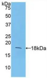 Mouse FGF1 protein, His tag (active). GTX00281-pro